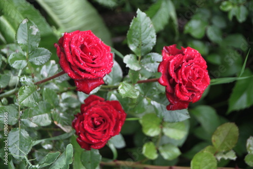 Fresh red garden roses in rain drops. Dew on flower petals. Garden scene