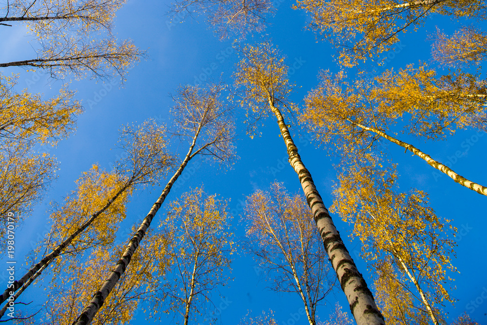 Fototapeta premium Birches view from below upwards, autumn, yellow leaves.