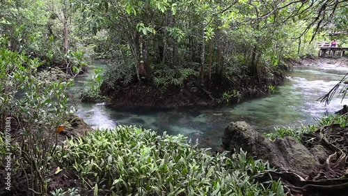 The clear green stream flows through the mangrove forest root.  In the midst of the shady and beautiful nature. Close up. Tha Pom Klong Song Nam beautiful and famous tourist destination in Krabi, Thai