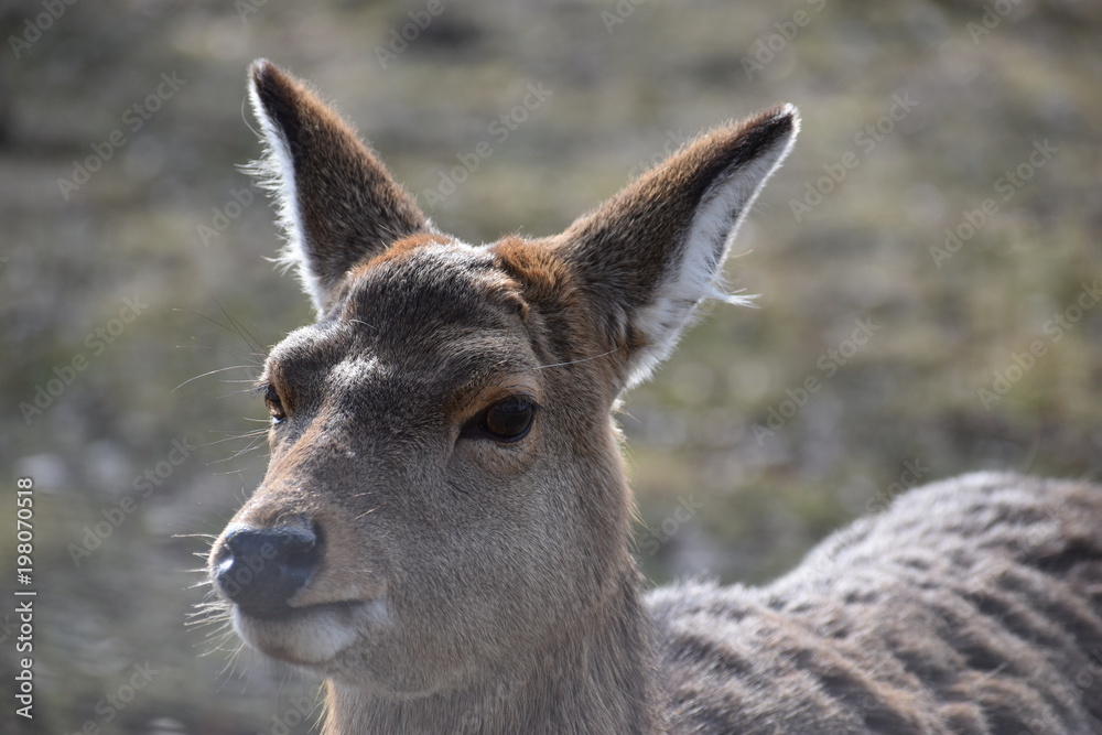 Fototapeta premium Closeup of a majestic roe deer