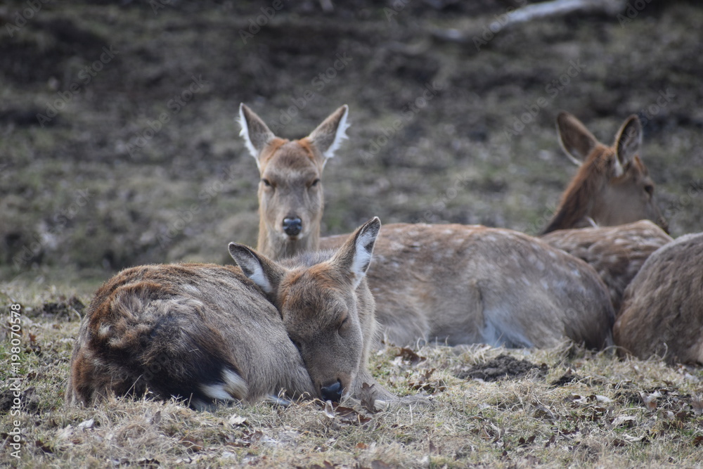 Fototapeta premium Beautiful roe deers are lying on a green meadow in Kassel, Germanyy