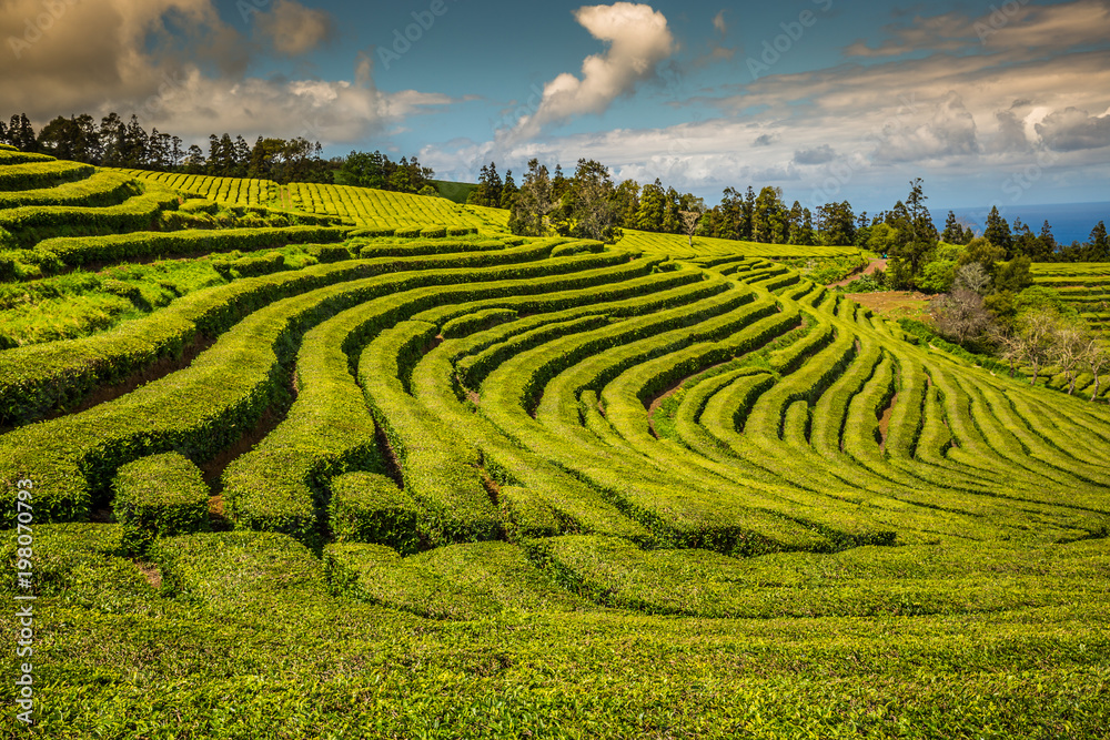 Tea plantation in Porto Formoso. Amazing landscape of outstanding natural beauty. Azores, Portugal Europe.