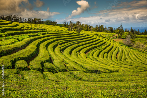Obraz na płótnie Tea plantation in Porto Formoso. Amazing landscape of outstanding natural beauty. Azores, Portugal Europe. w salonie