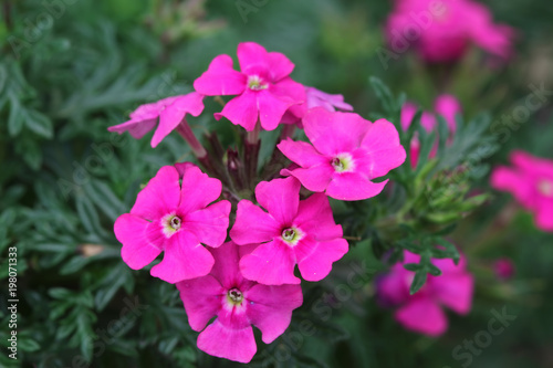 Pembe renkli Mine çiçeği ( Verbena )