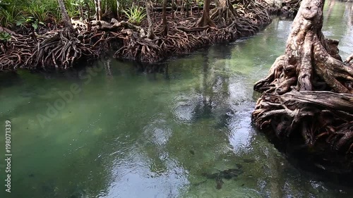 The clear green stream flows through the mangrove forest root.  In the midst of the shady and beautiful nature. Close up. Tha Pom Klong Song Nam beautiful and famous tourist destination in Krabi, Thai