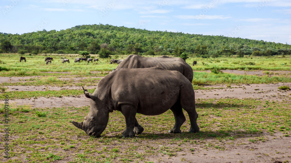 Obraz premium Rhinoceros eat grass on the savannah.