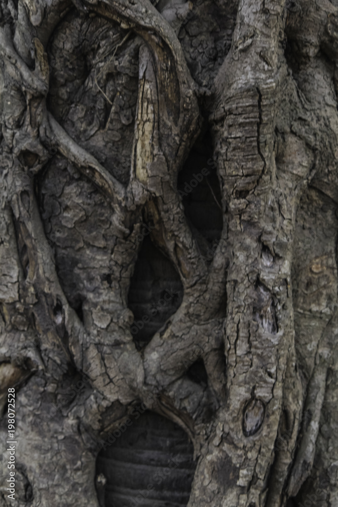 banyan tree roots pattern