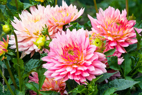Fototapeta Naklejka Na Ścianę i Meble -  beautiful flowers in a summer garden
