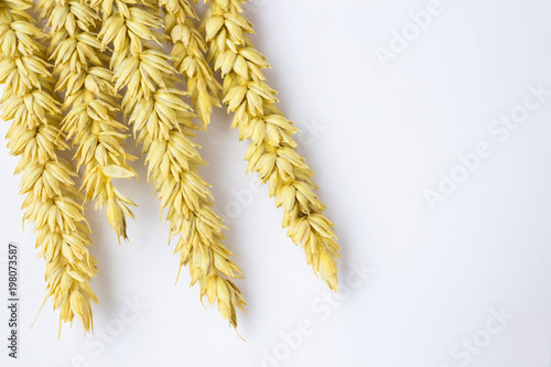 Springs  of wheat on a white background.