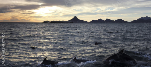 Obraz na plátně A Scenic Ocean View of a Dolphin Pod Near San Carlos, Sonora, Mexico