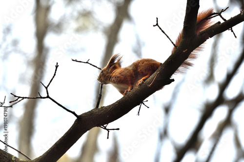 sciurine red squirrel climbs and jumping on the trees  photo