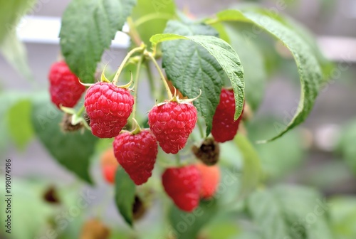 Gardening, cultivation, agriculture and care of vegetables and fruit concept: close-up of fresh ripe first raspberries in the garden.