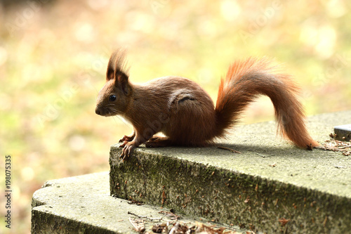 sciurine red squirrel climbs and jumping on the trees  photo