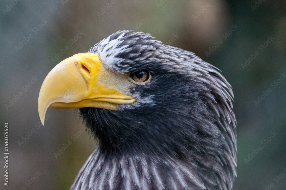 a portrait of a steller's sea eagle