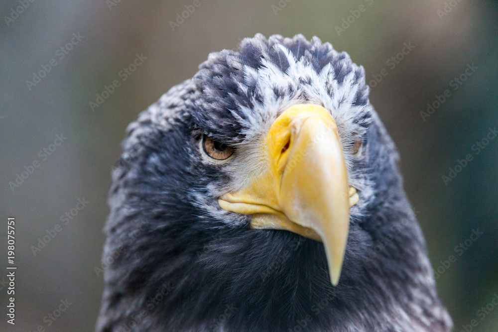 Obraz premium a portrait of a steller's sea eagle