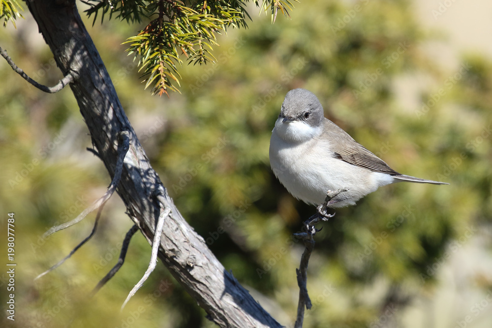 Obraz premium Lesser Whitethroat