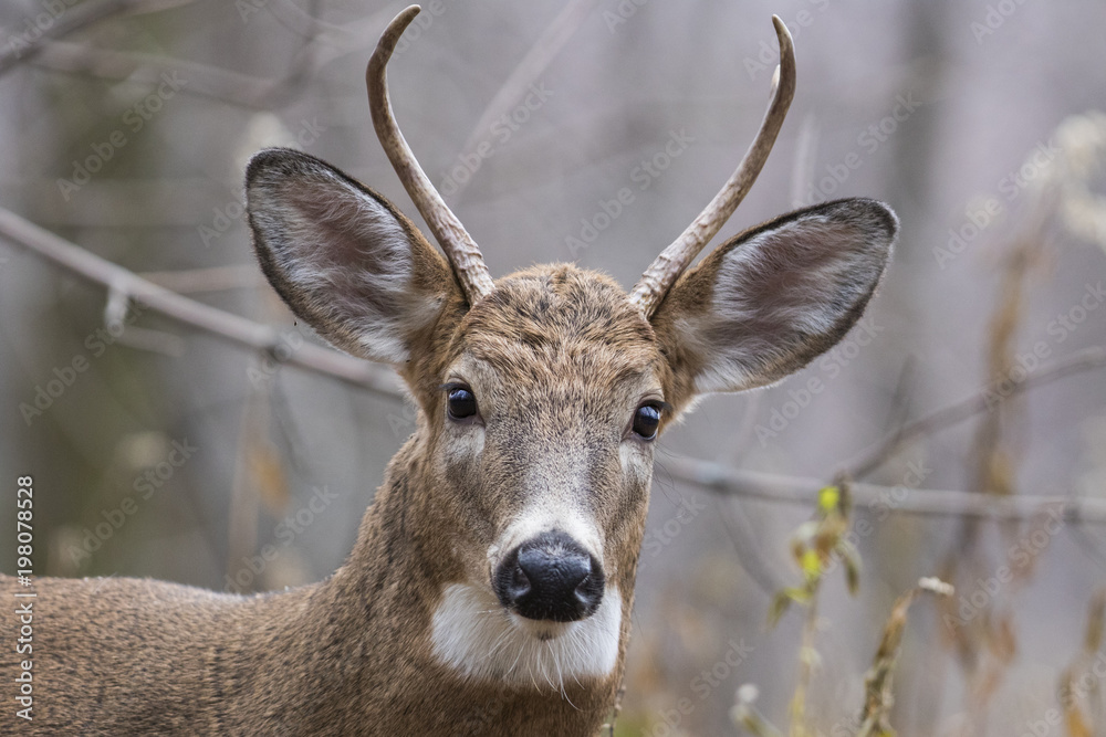 Male white tailed deer in autumn Male white tailed deer in autumn