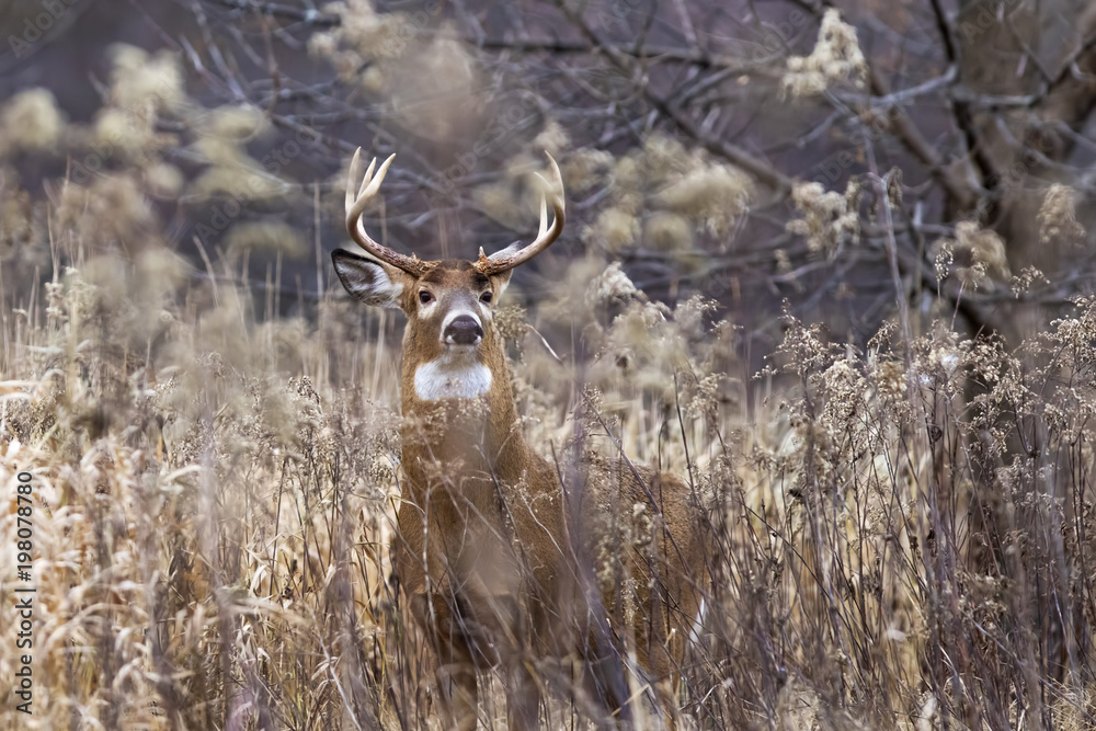 Fototapeta premium Male white tailed deer in autumn