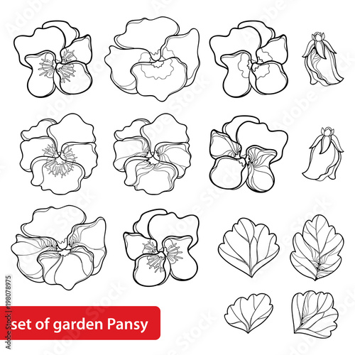 Vector set with outline Pansy or Heartsease or Viola tricolor flower and leaf in black isolated on white background. Pansy flowers in contour style for floriculture, summer design and coloring book.