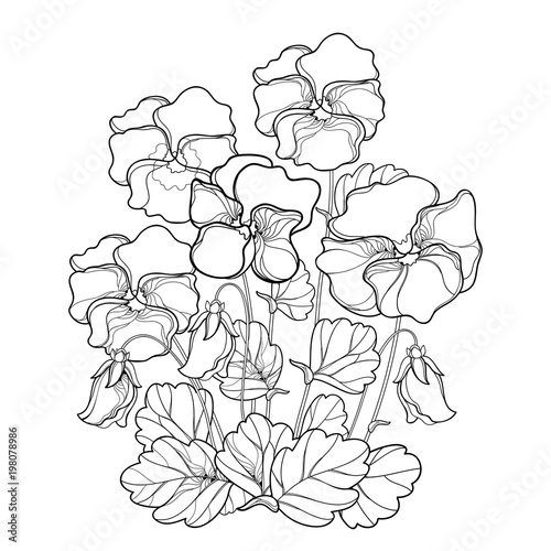 Vector bouquet with outline Pansy or Heartsease or Viola tricolor flower and leaf in black isolated on white background. Pansy flower in contour for floriculture, summer design and coloring book.
