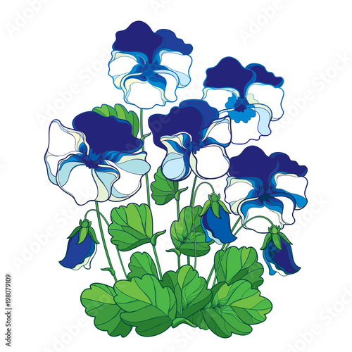 Vector bouquet with outline blue and white Pansy or Heartsease or Viola tricolor flower and green leaf isolated on white background. Blue pastel colored Pansy flower in contour for summer design.