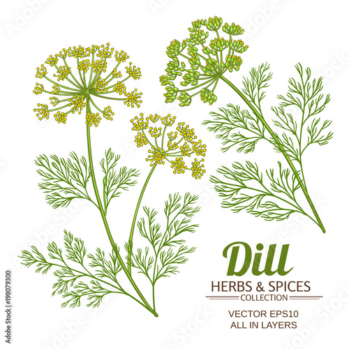 dill plant vector set