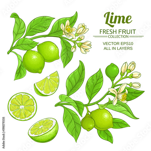 lime branches vector set