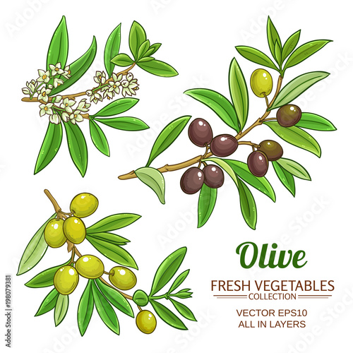 olive branches vector set
