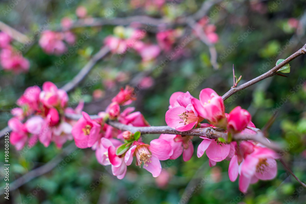 Bright pink tree blossoms in early spring Bright pink tree blossoms in early spring