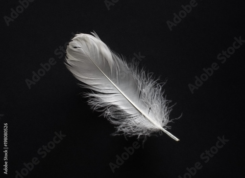 White feather on black paper background. Flat lay.