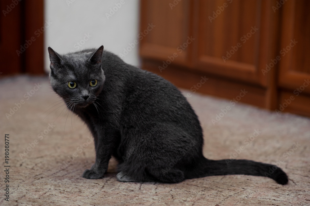 gray cat sitting on the floor