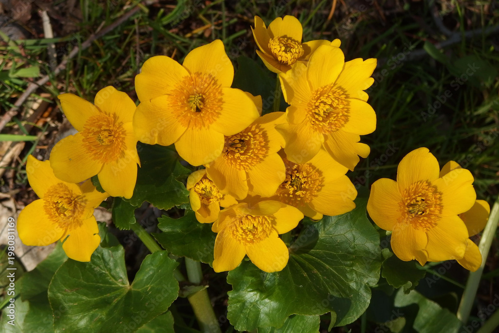 Wiosenne kaczeńce, Knieć błotna (Caltha palustris) Wiosenne kaczeńce, Knieć błotna (Caltha palustris)