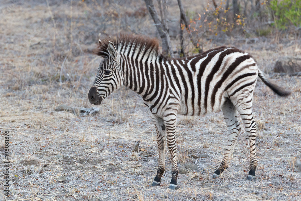 Obraz premium young zebra eating grass