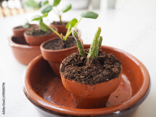 Propagating succulents and cacti in small terracotta pots
