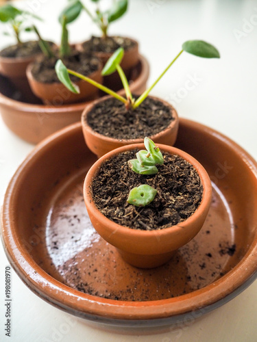 Propagating succulents in small terracotta pots