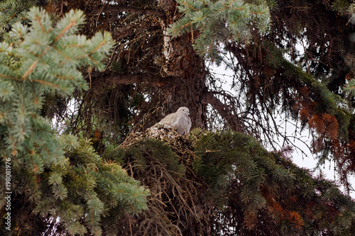 A dove sitting on a tree photo