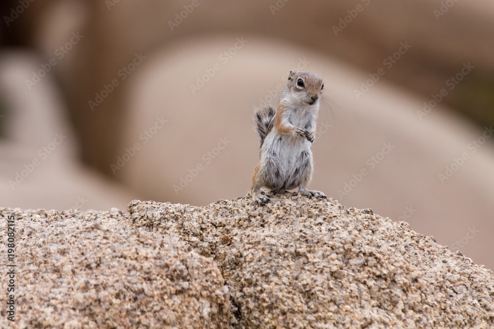 Fototapeta premium Streifenhörnchen 3