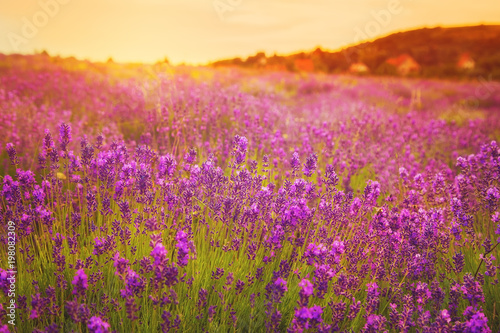 Beautiful lavender field in the sunset in Hungary near Tihany