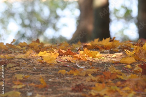 Autumn Forest Floor