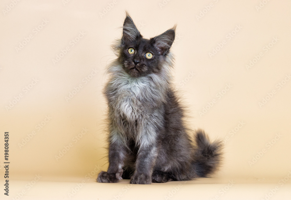 Fototapeta premium gray kitten with maine coon on beige background