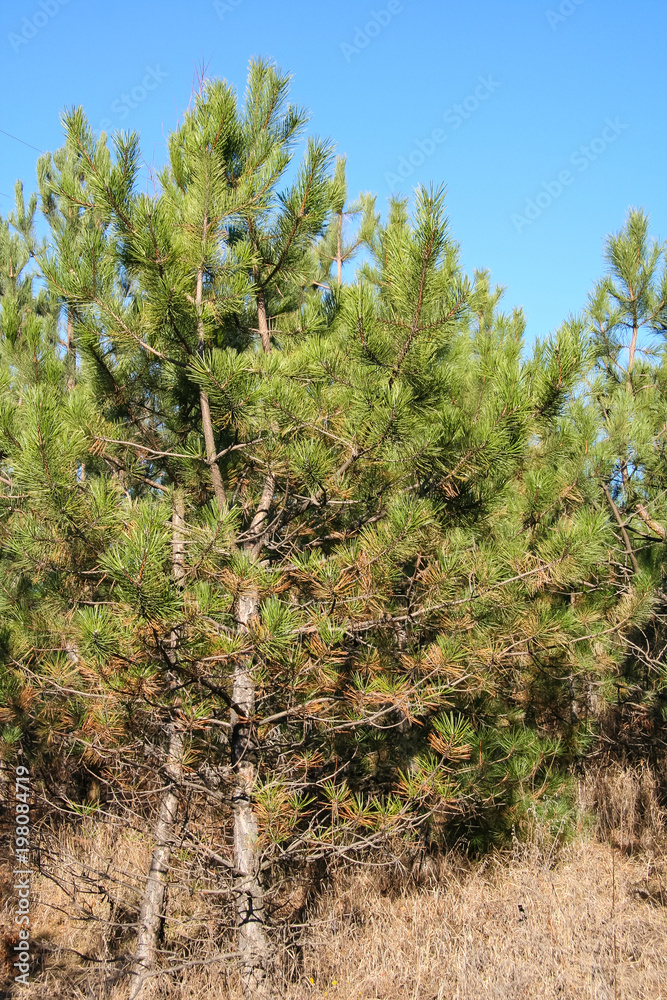 Coniferous and deciduous (mixed) field shelter Coniferous and deciduous (mixed) field shelter