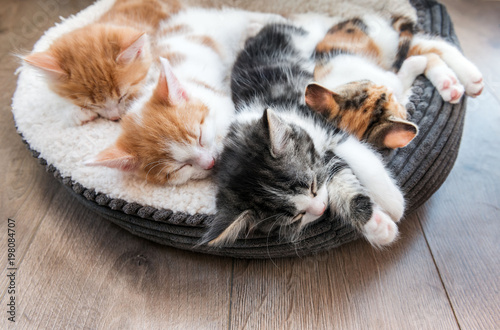 Kittens sleeping in a fluffy white bed