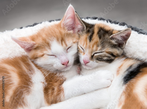 Canvas Print Two cute kittens in a fluffy white bed