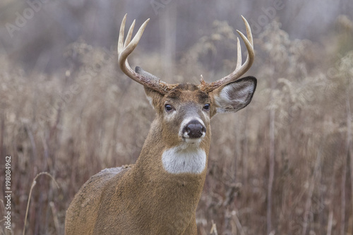Male white tailed deer in autumn