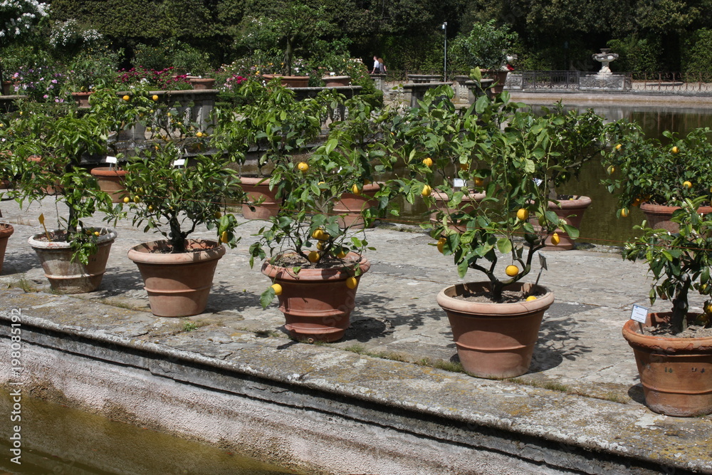 Flowerpots with oranges near Fountain of the Ocean in the island 