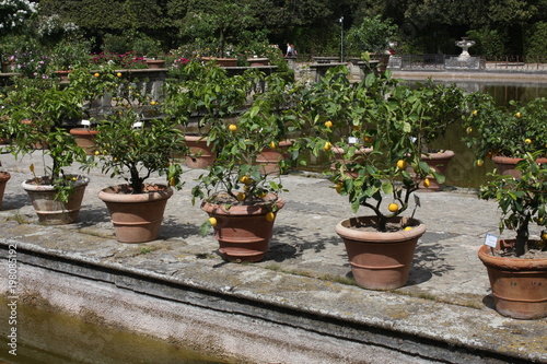 Flowerpots with oranges near Fountain of the Ocean in the island "The Isolotto" in Boboli Gardens, Florence, Italy