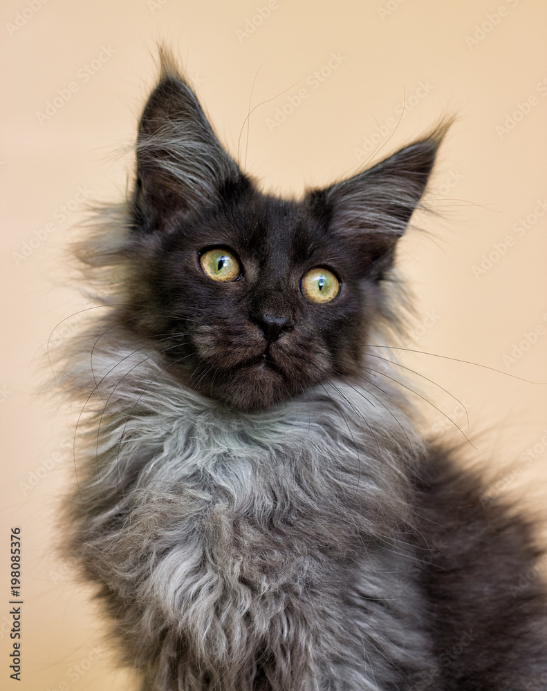 gray kitten with maine coon on beige background gray kitten with maine coon on beige background