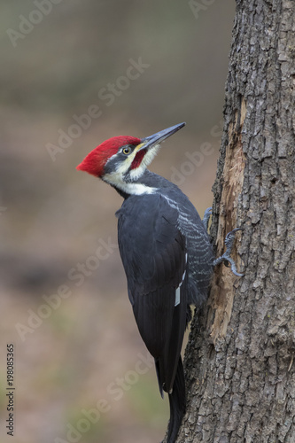 Male pileated-woodpecker 