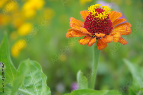 A beautiful blossomed orange Zinnia flower in a home garden