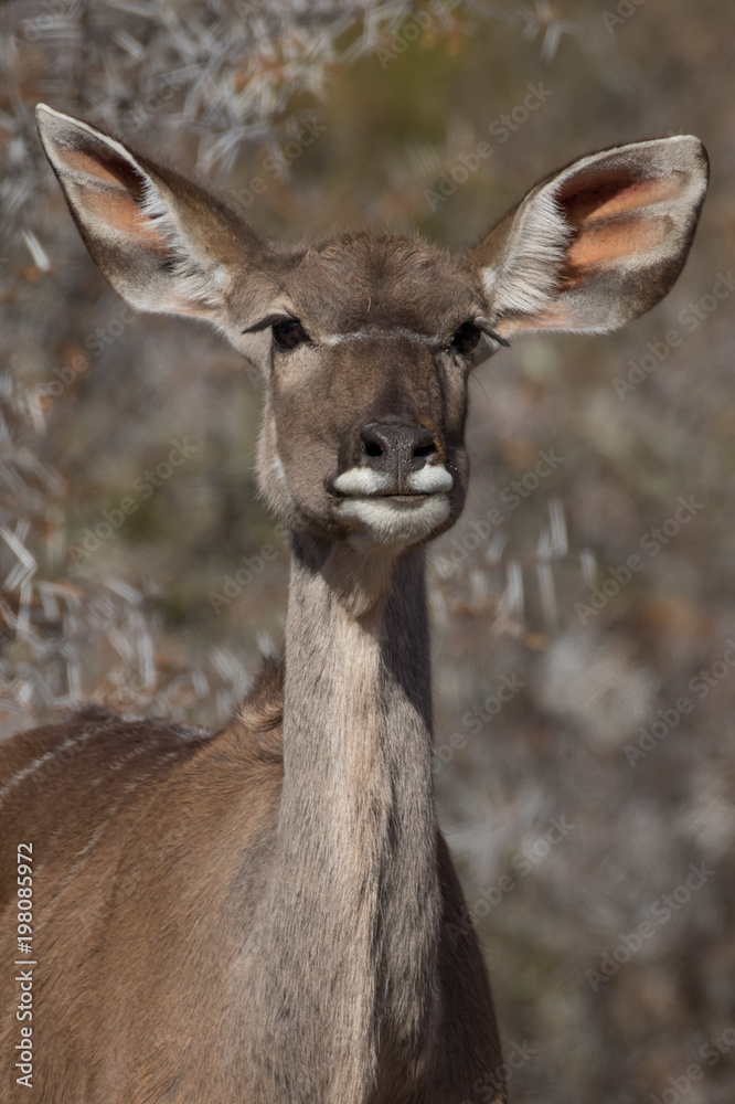 Kudu Kudu